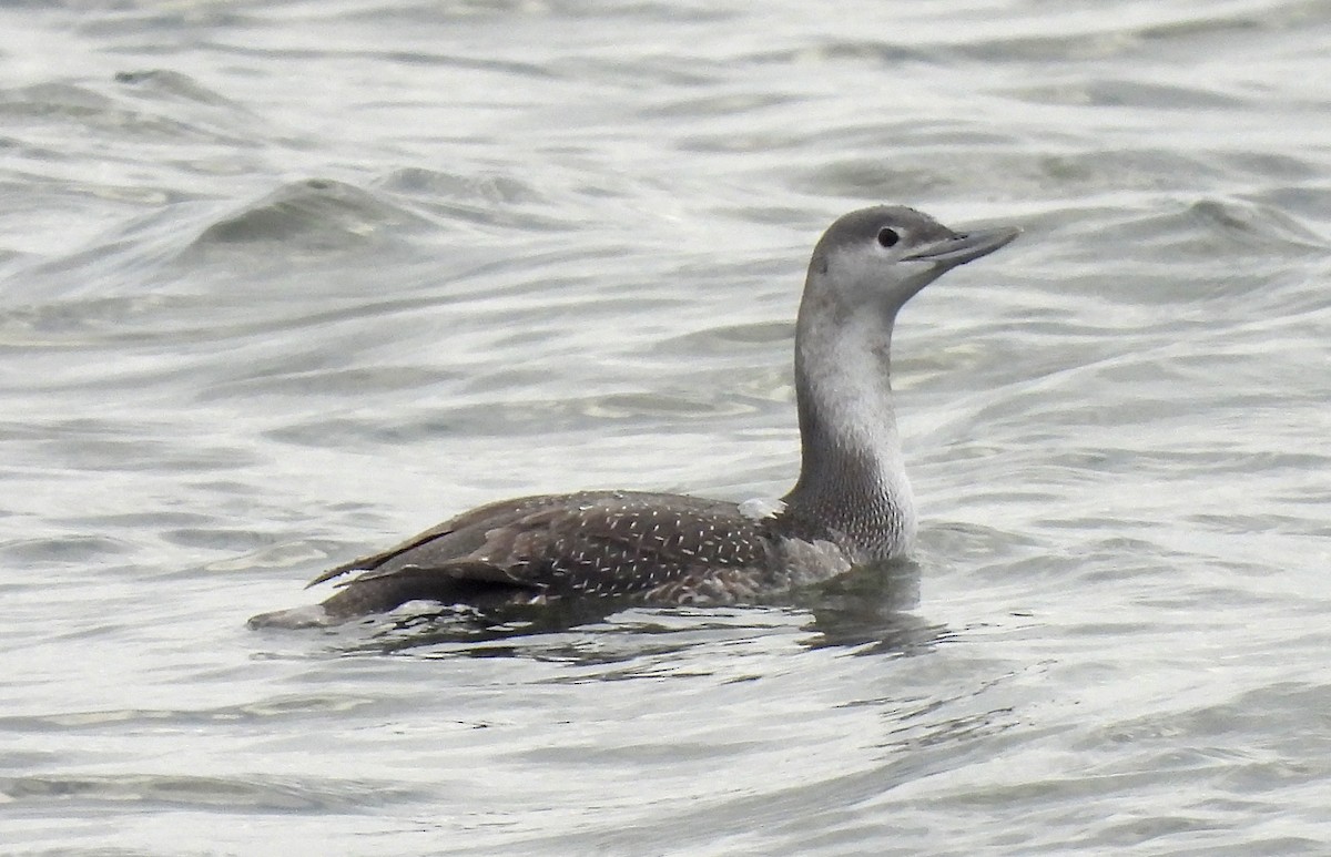 Red-throated Loon - ML613365933