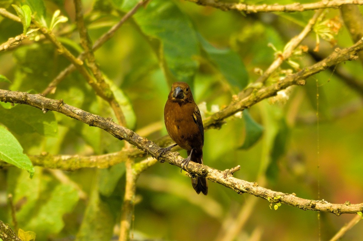 Thick-billed Seed-Finch - ML613365984