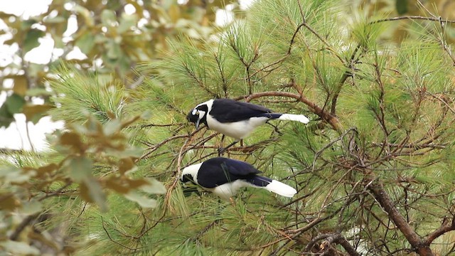 Tufted Jay - ML613365989