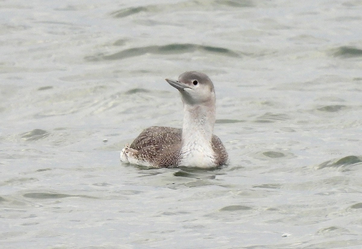 Red-throated Loon - ML613365993