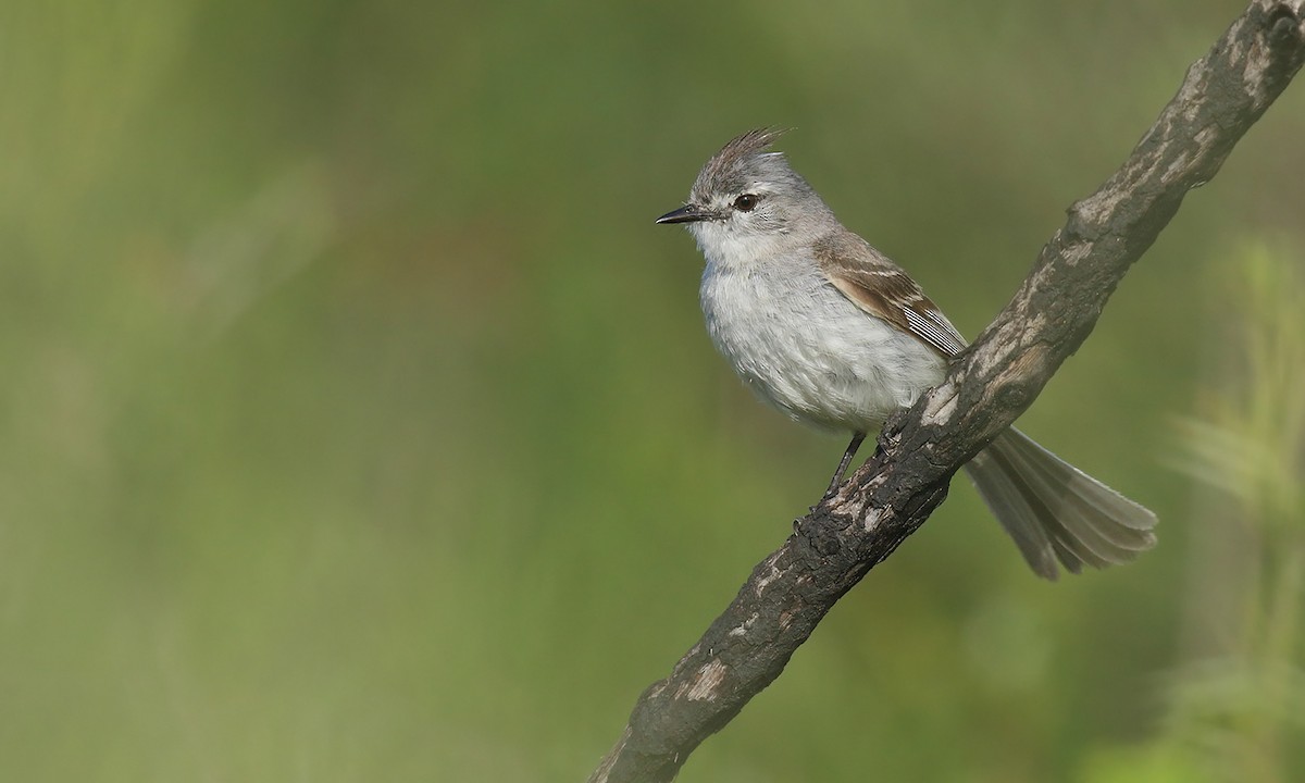 White-crested Tyrannulet - Adrián Braidotti