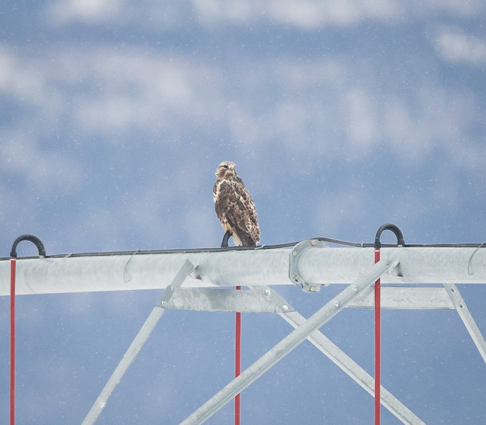 Rough-legged Hawk - ML613366034