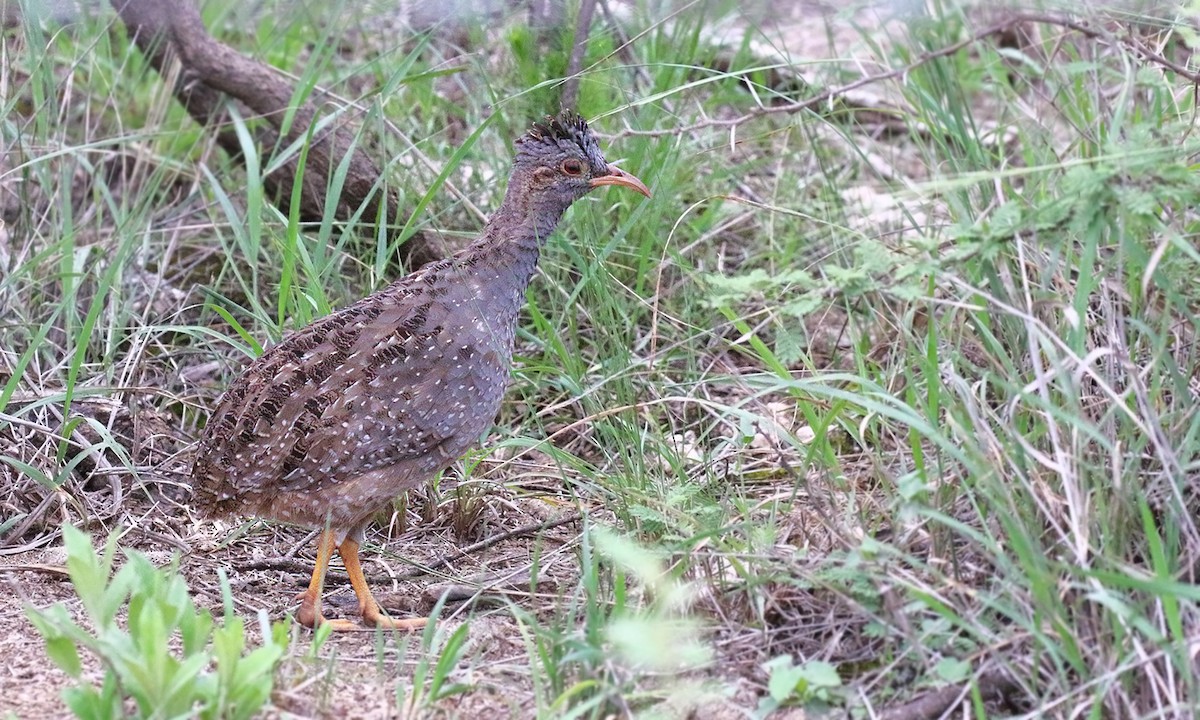 Andean Tinamou - Adrián Braidotti