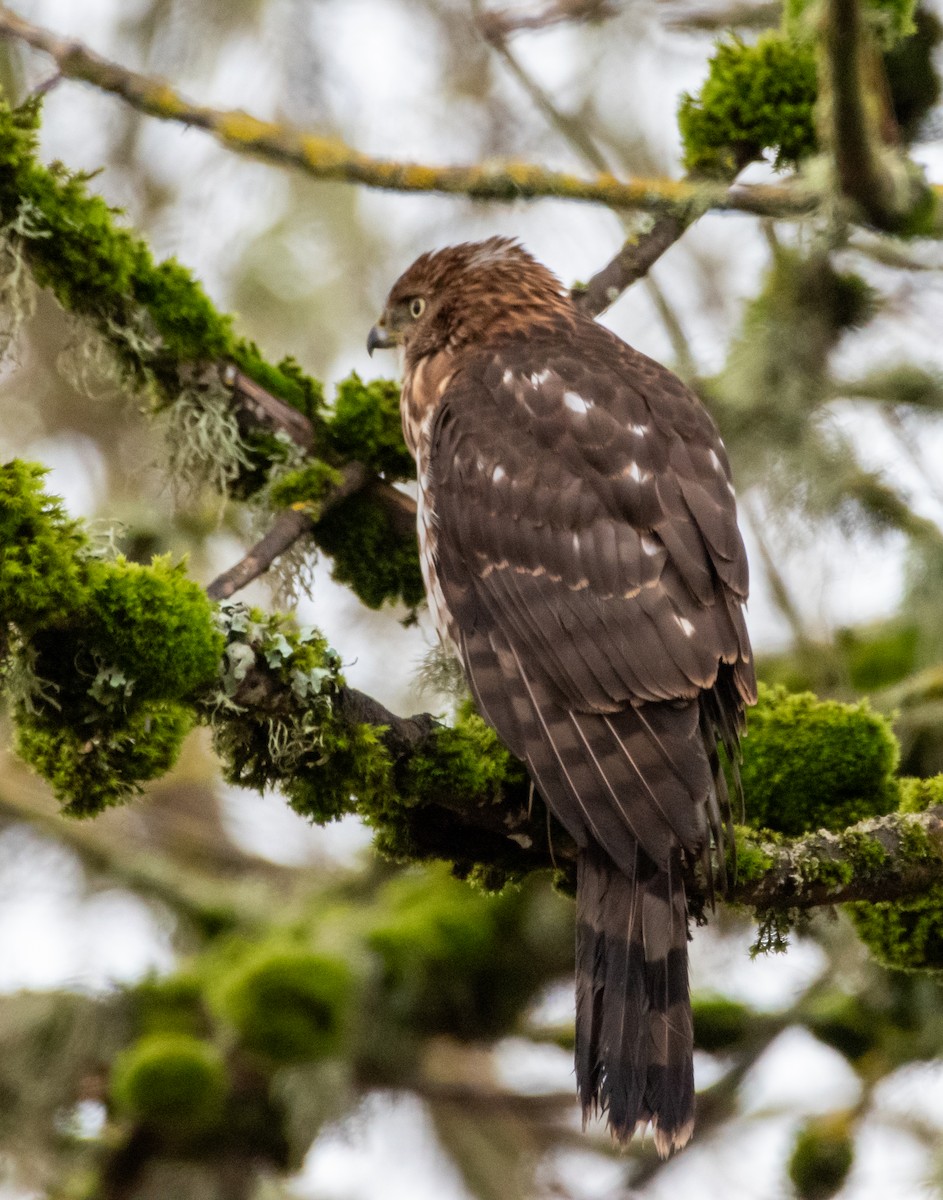 Cooper's Hawk - ML613366074