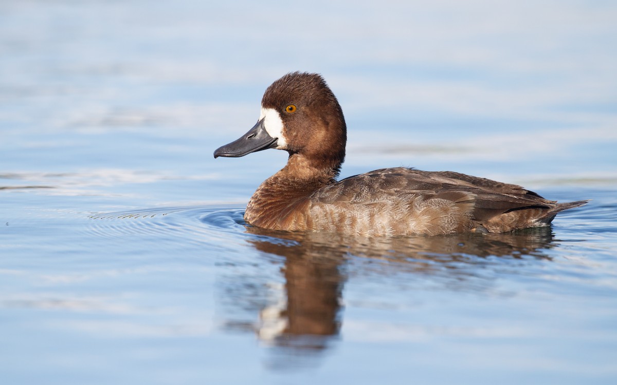 Lesser Scaup - ML613366075