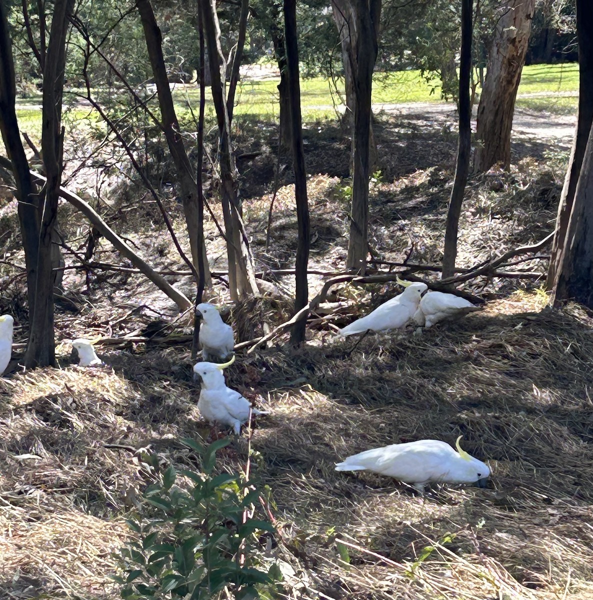 Sulphur-crested Cockatoo - ML613366134