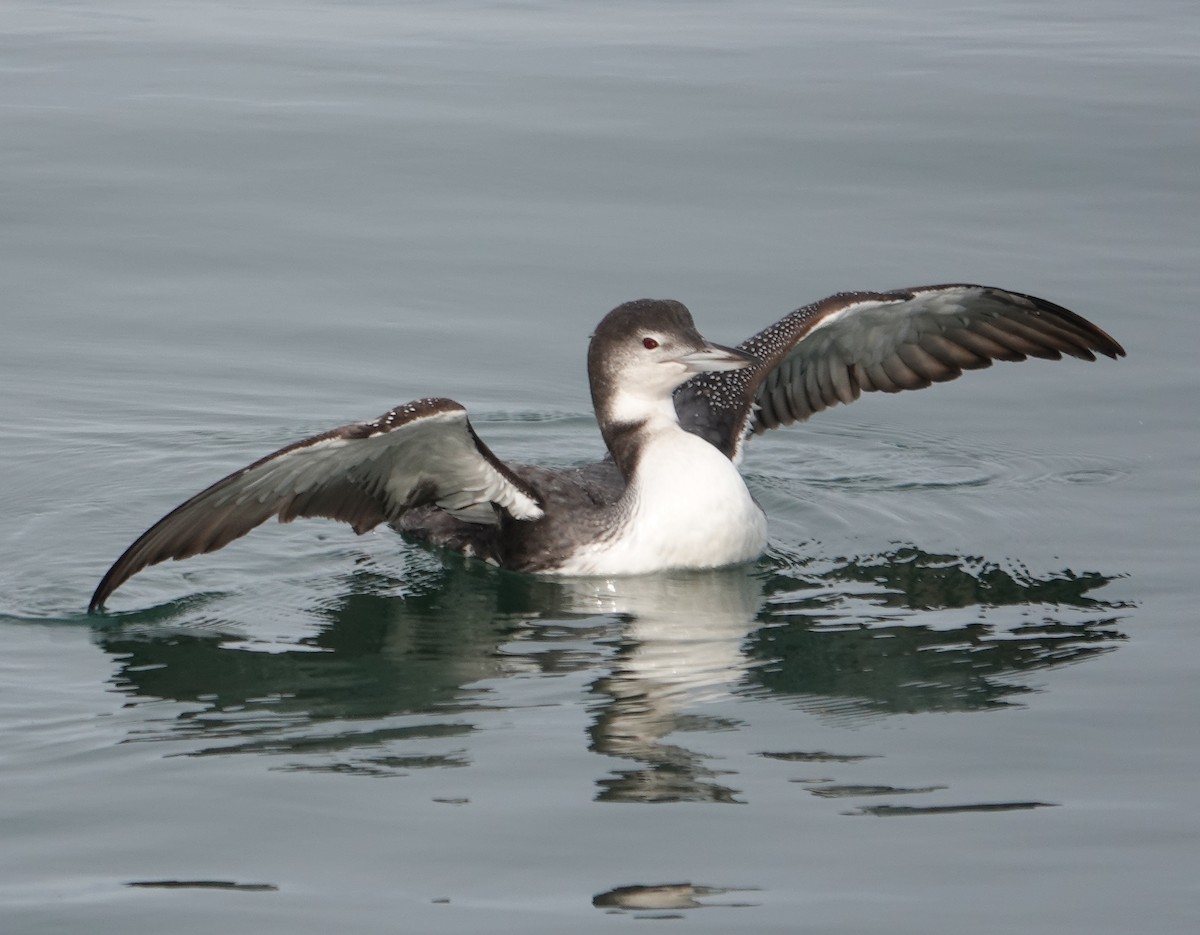 Common Loon - ML613366165