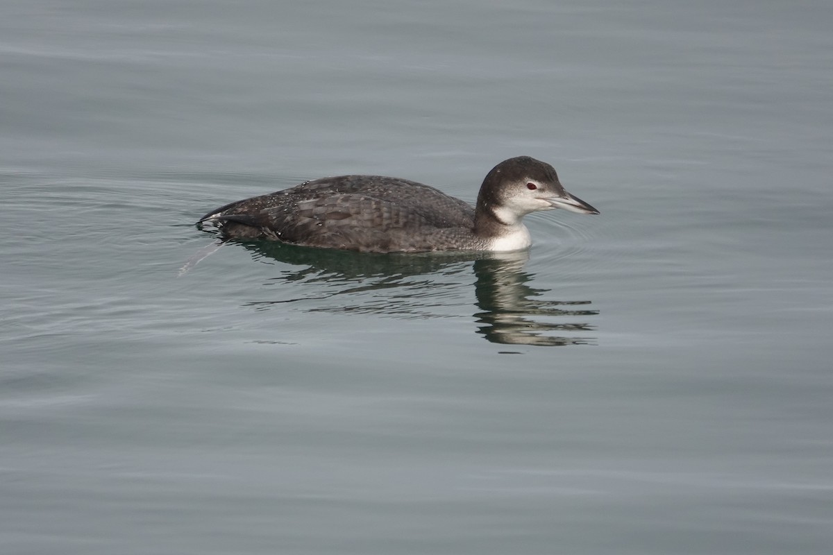 Common Loon - ML613366166