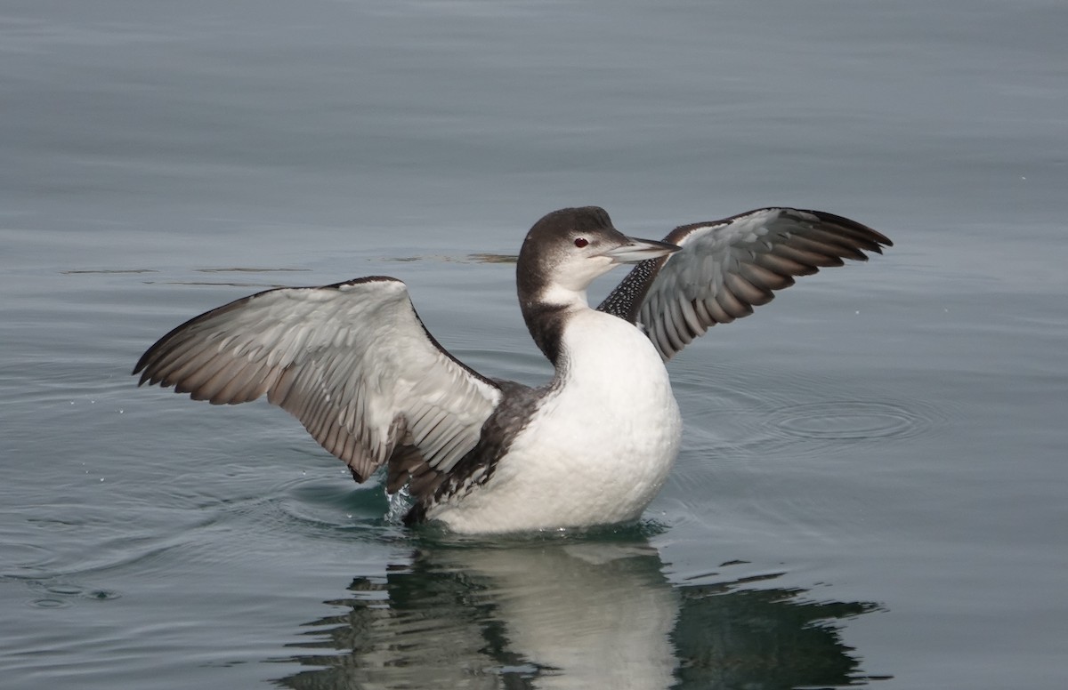 Common Loon - ML613366167