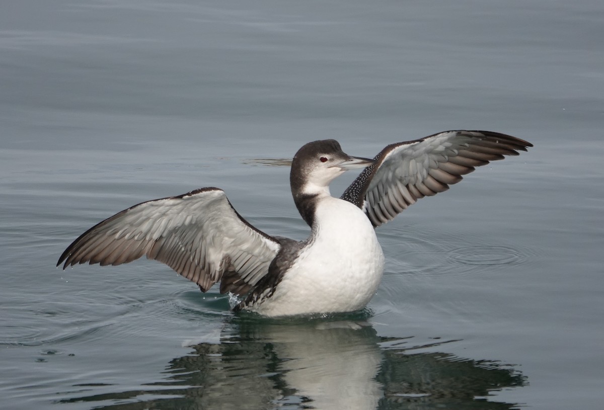 Common Loon - ML613366170