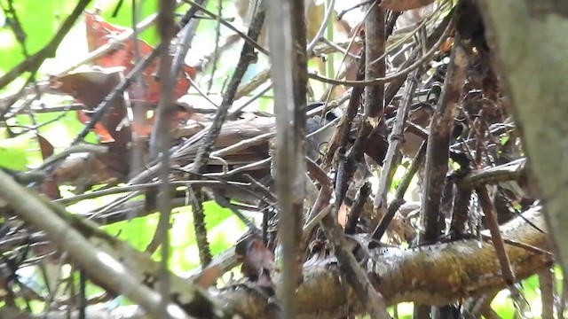 Black-browed Babbler - ML613366175