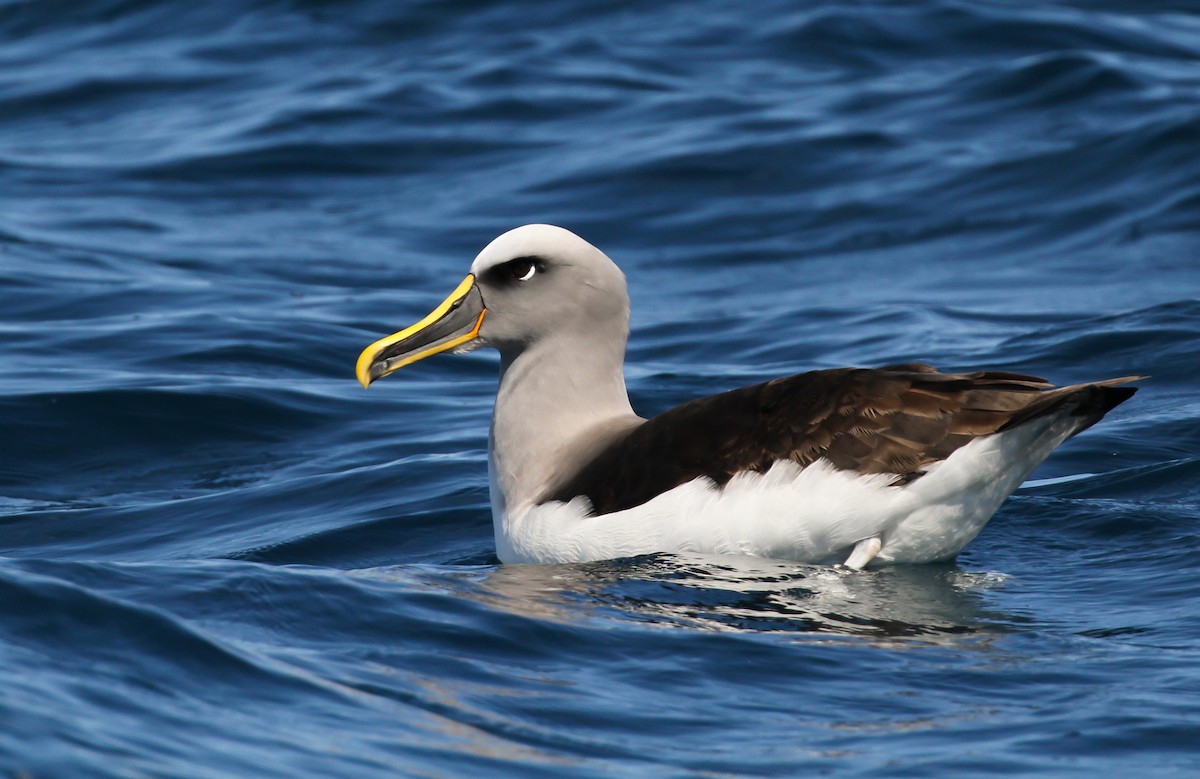 Buller's Albatross - Scott Watson