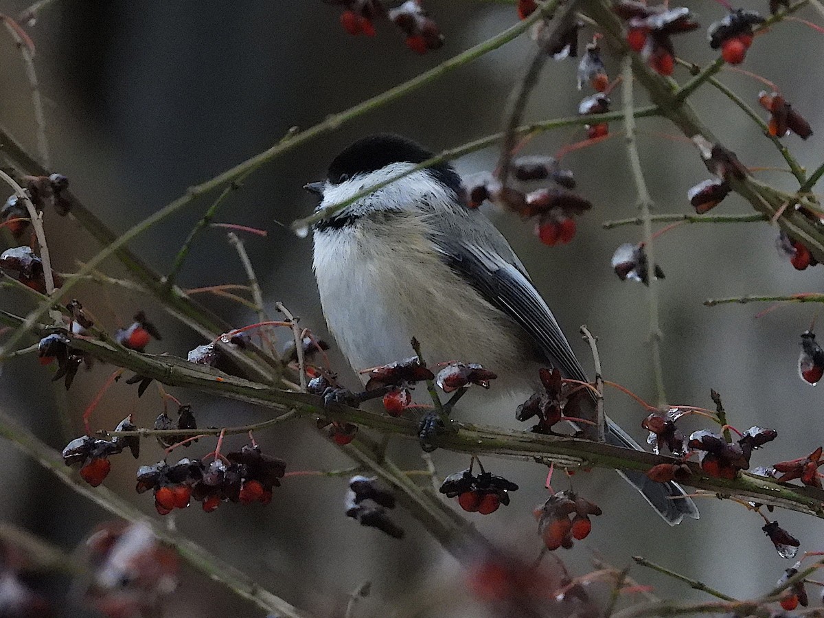 Mésange à tête noire - ML613366265