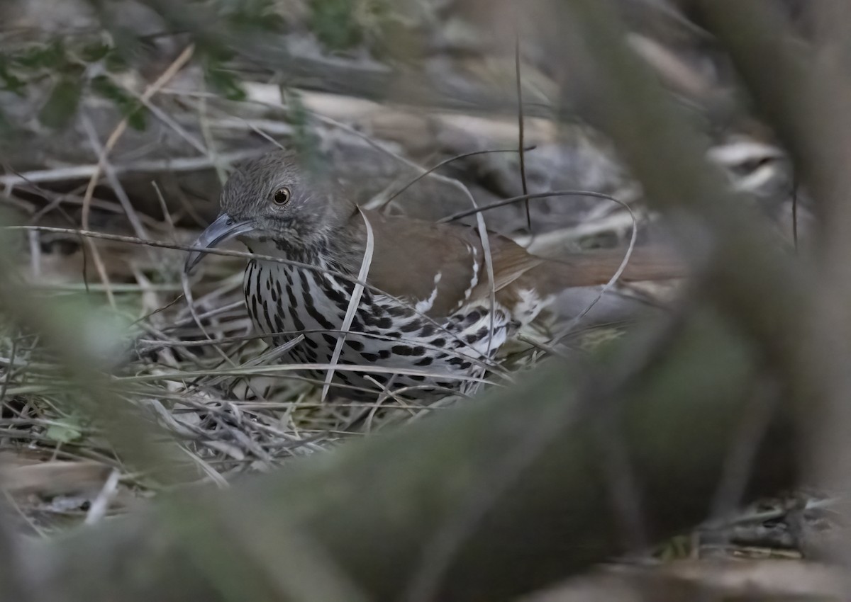 Long-billed Thrasher - ML613366304