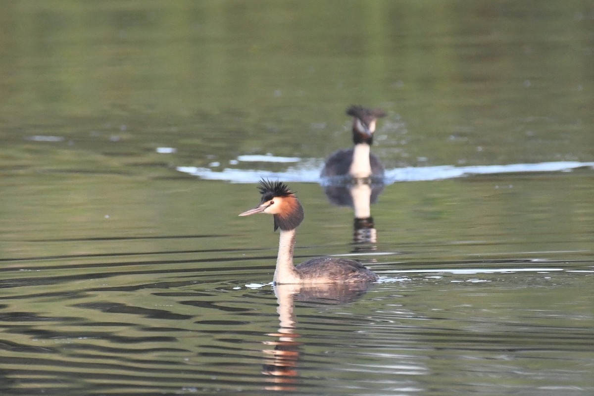 Great Crested Grebe - ML613366317