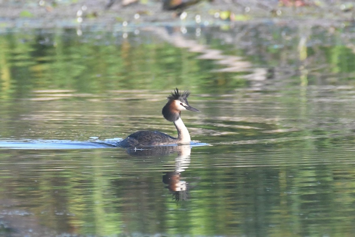 Great Crested Grebe - ML613366322