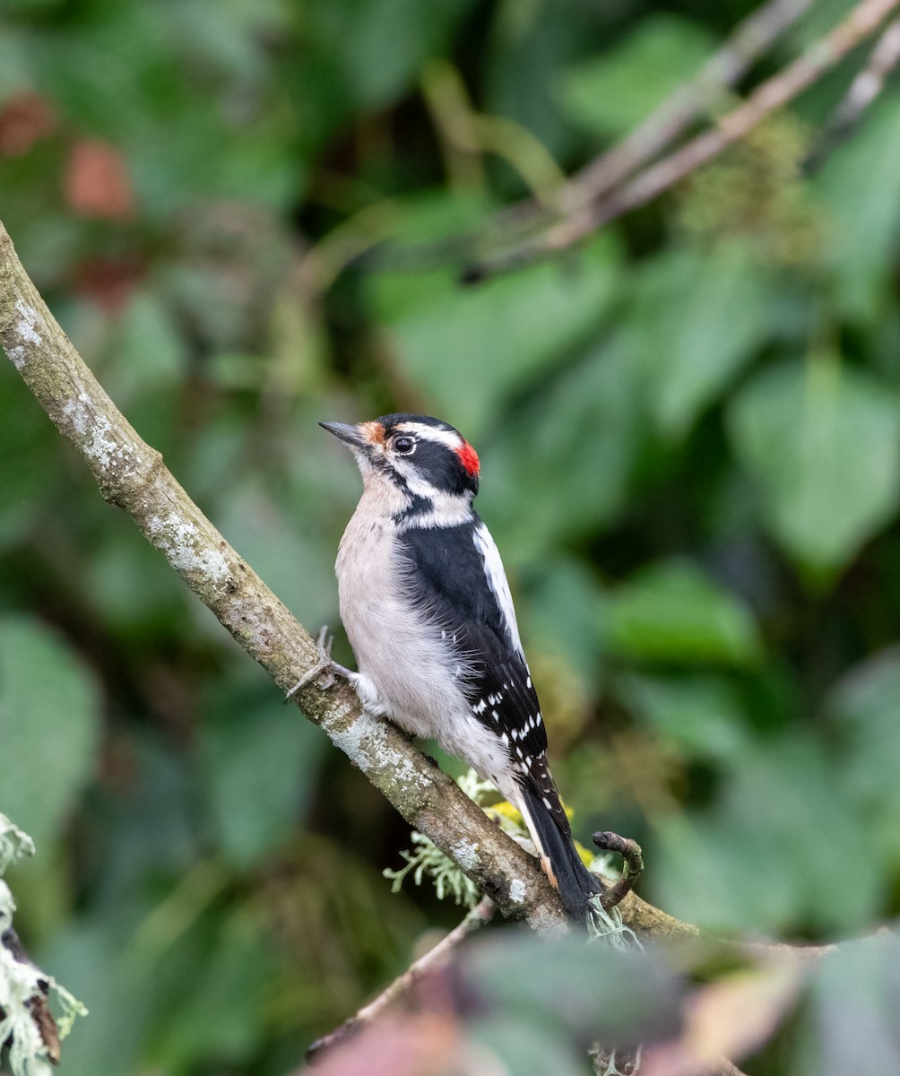 Downy Woodpecker - ML613366328