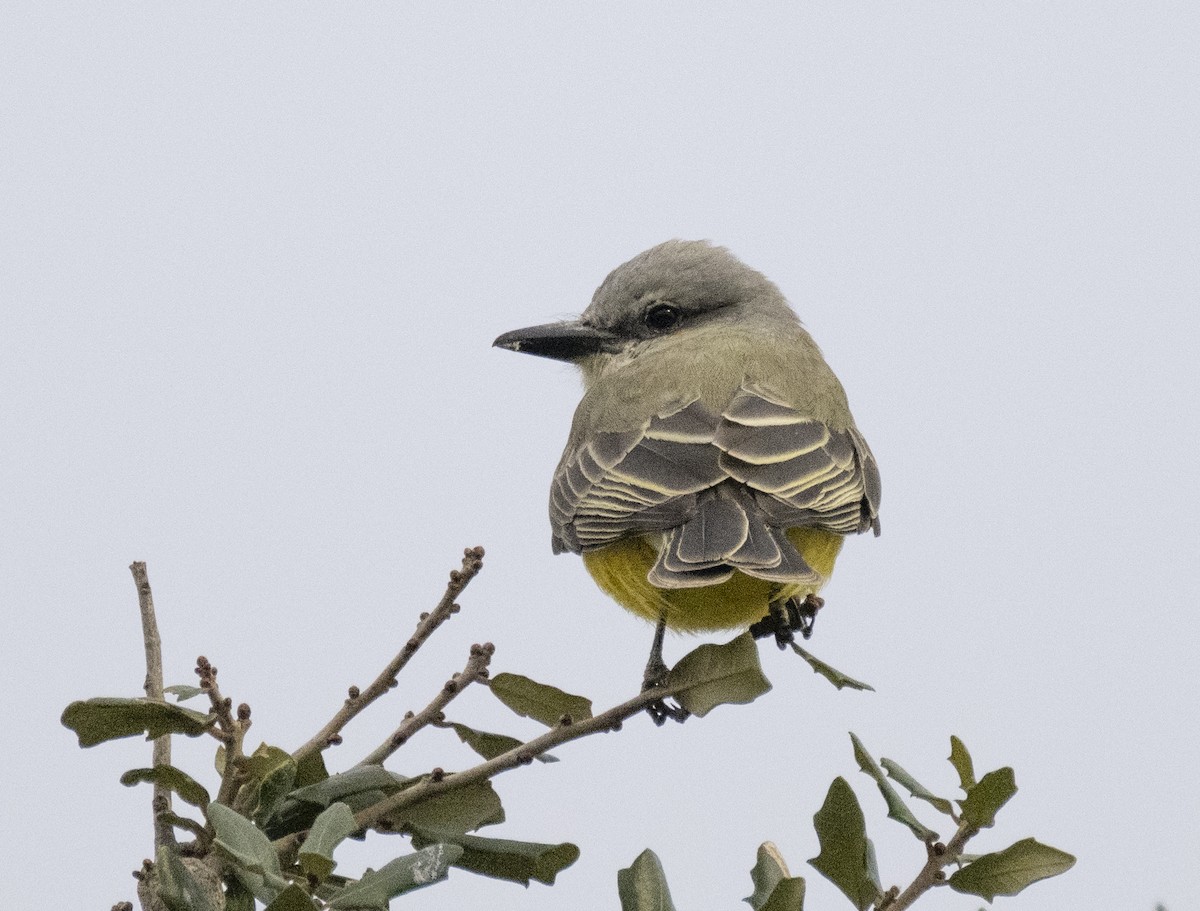 Tropical Kingbird - ML613366331