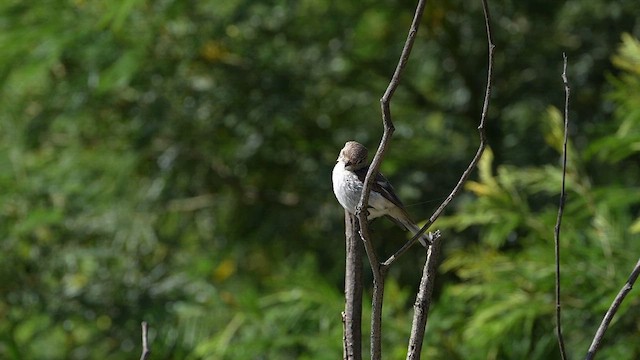 Red-capped Robin - ML613366342