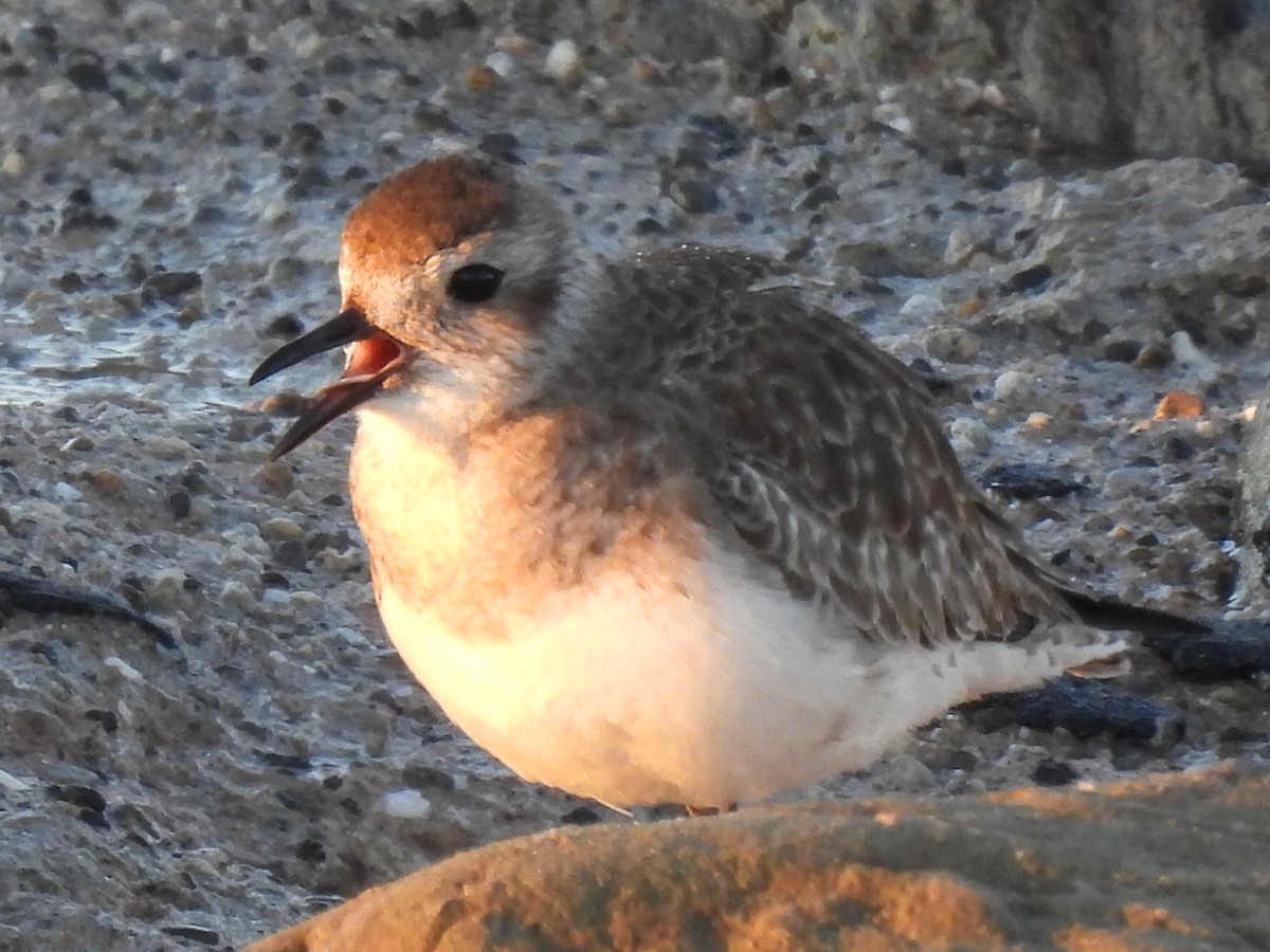 Black-bellied Plover - ML613366439