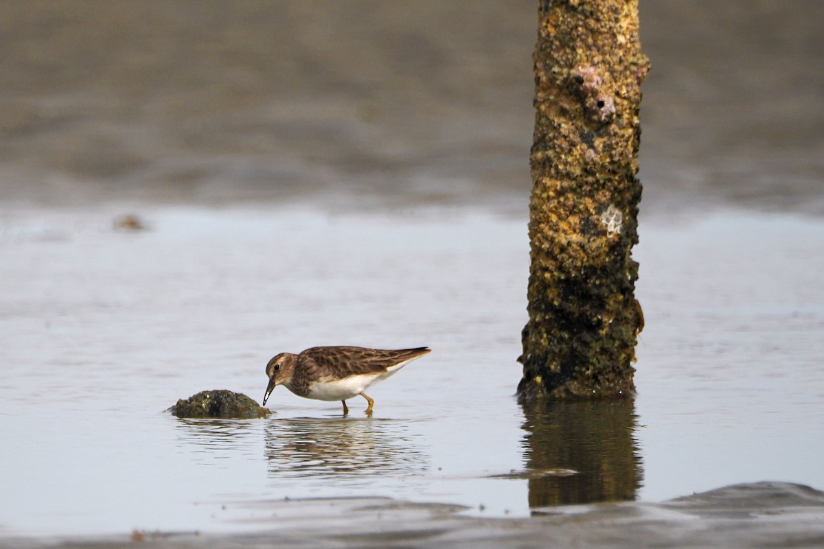 pygmésnipe - ML613366446