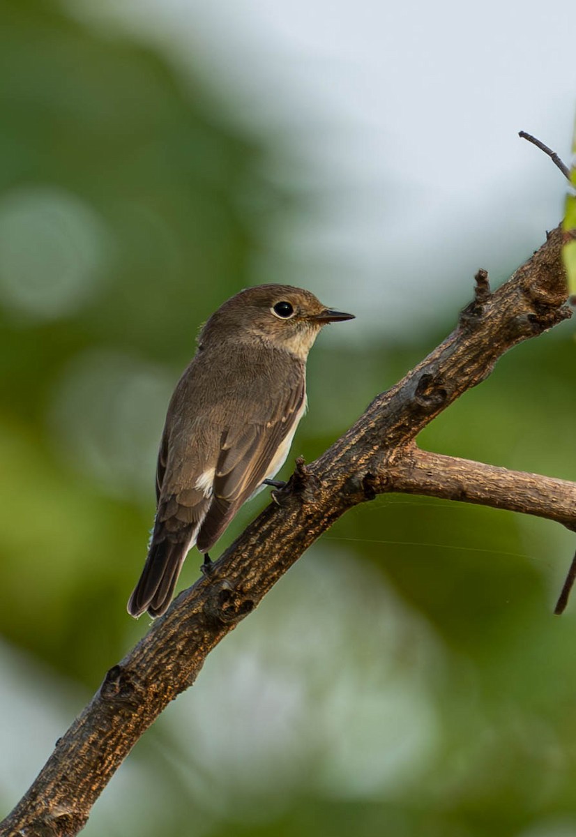 Taiga/Red-breasted Flycatcher - ML613366569