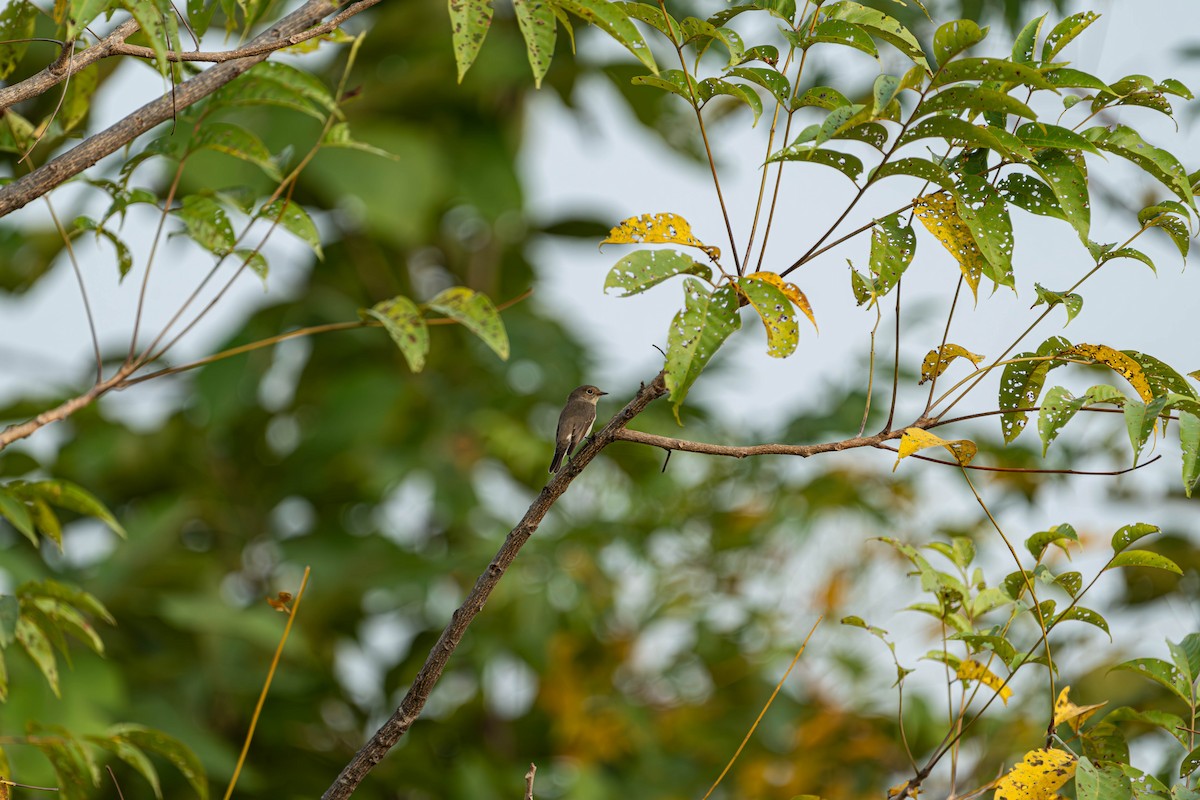 Taiga/Red-breasted Flycatcher - ML613366570