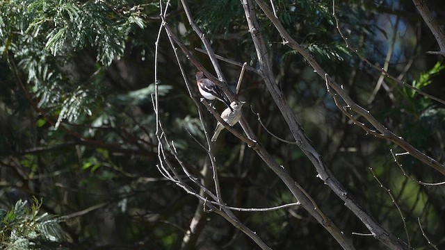 Red-capped Robin - ML613366593