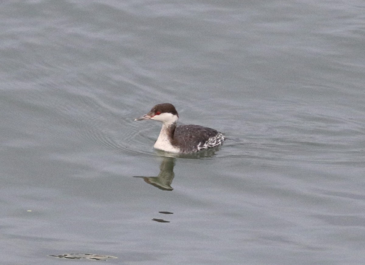 Horned Grebe - ML613366637