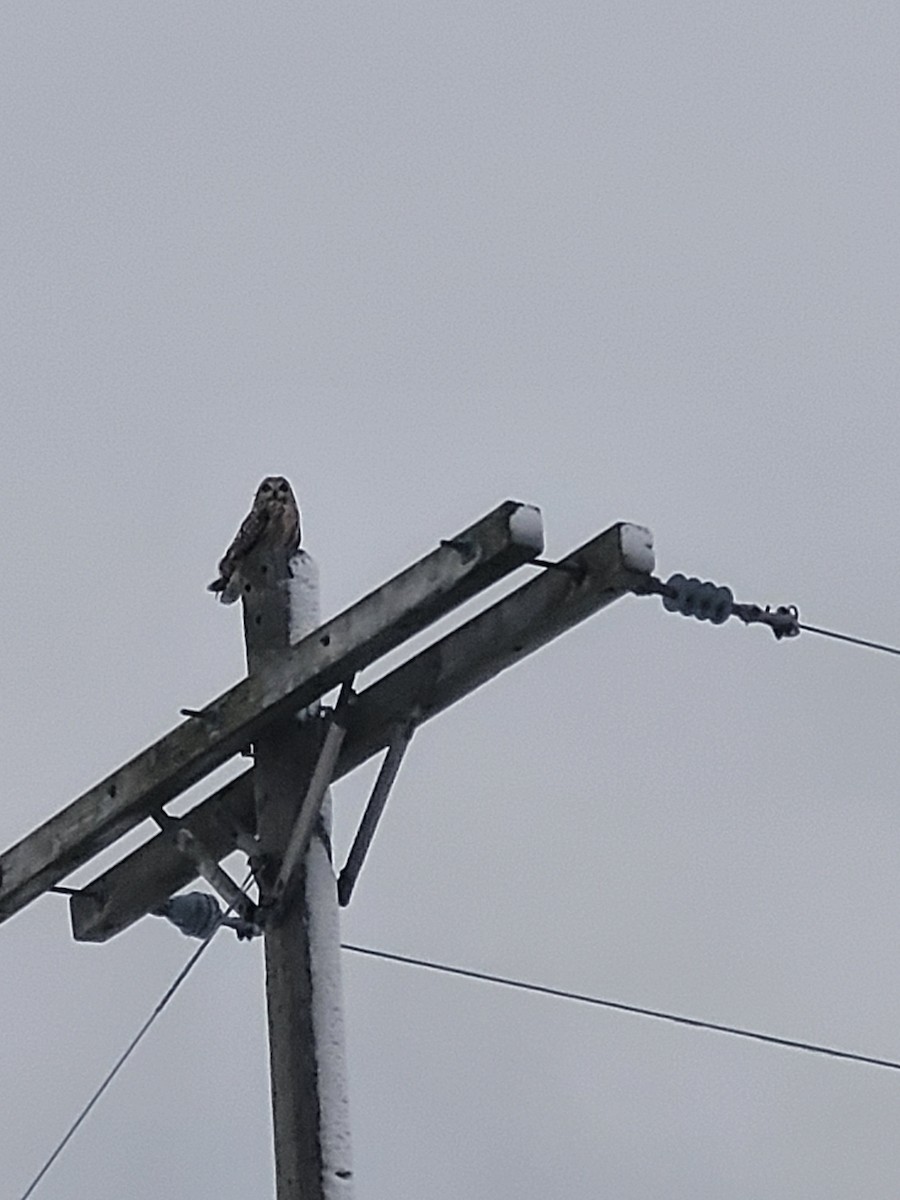 Short-eared Owl - ML613366663