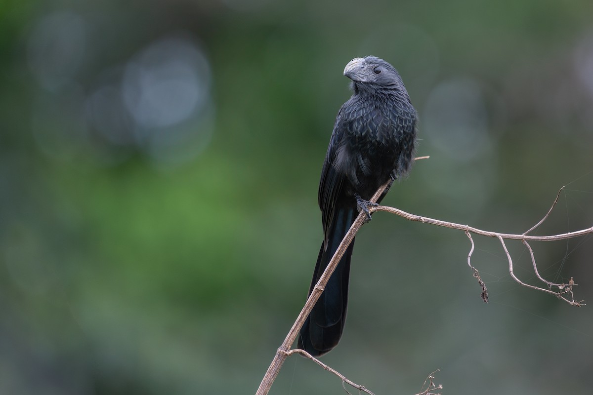 Groove-billed Ani - ML613366675