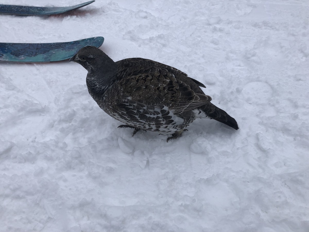 Spruce Grouse - ML613366678