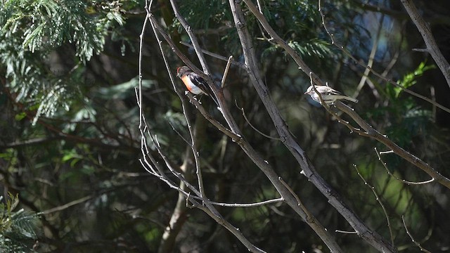 Red-capped Robin - ML613366840