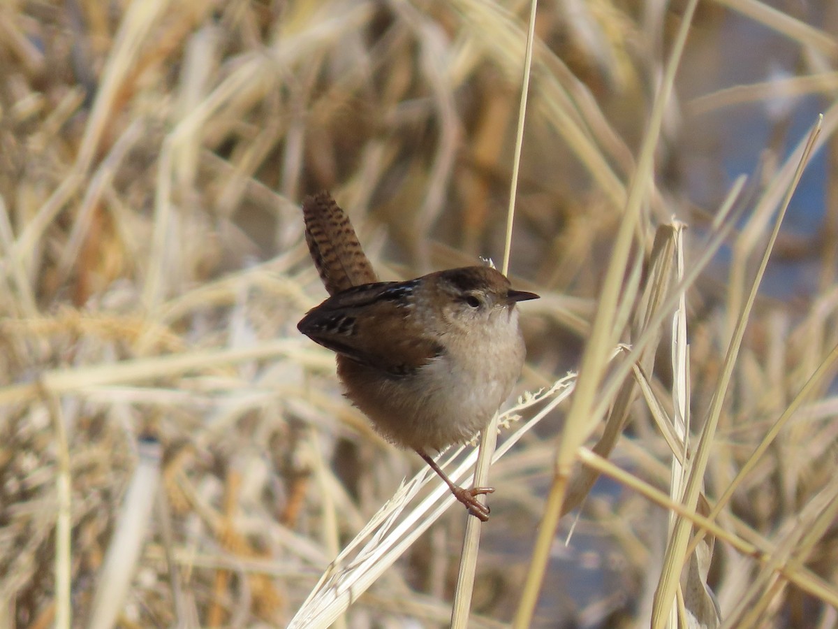 Marsh Wren (plesius Group) - ML613366872