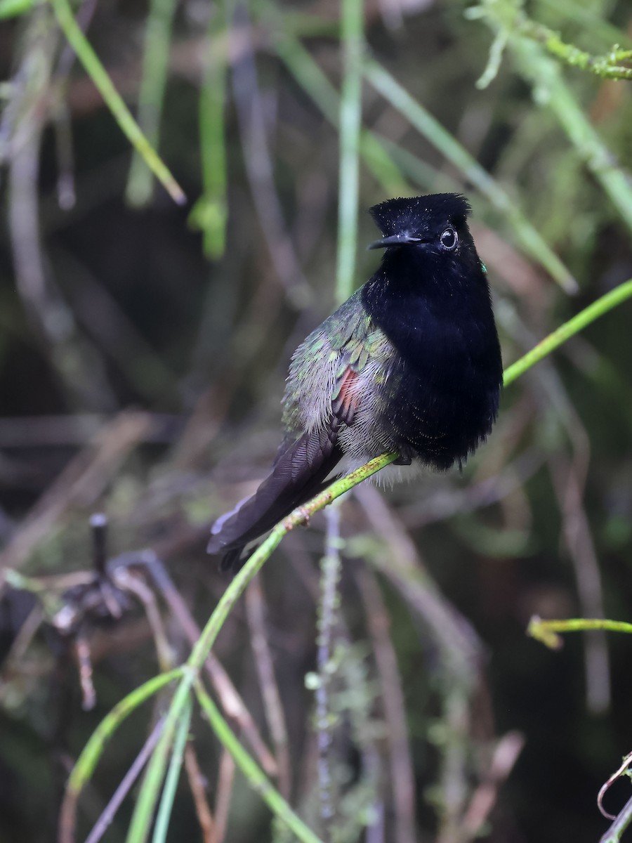 Colibri à ventre noir - ML613366958