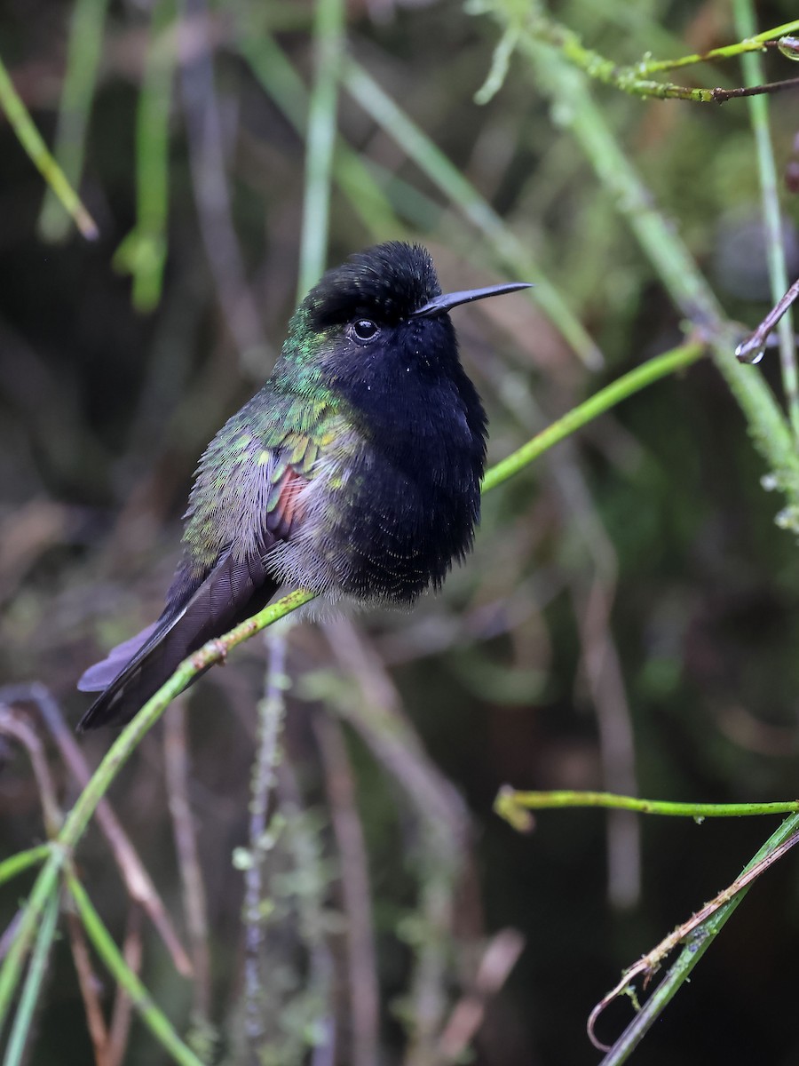 Colibrí Ventrinegro - ML613366962