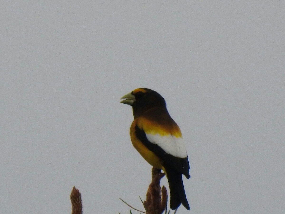 Evening Grosbeak - ML61336701