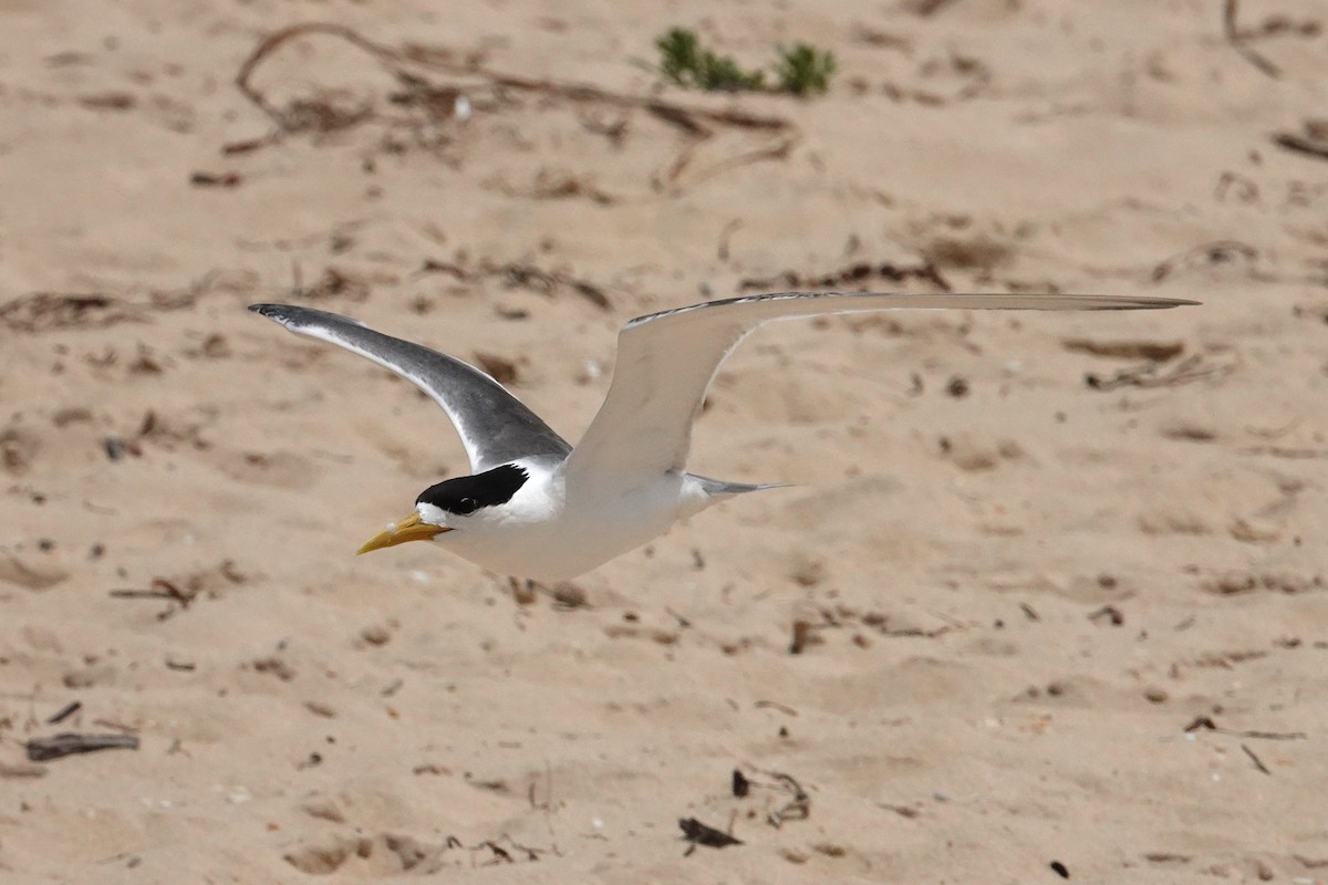 Great Crested Tern - ML613367035