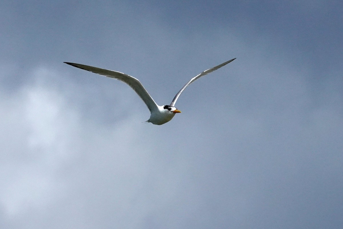 Great Crested Tern - ML613367036