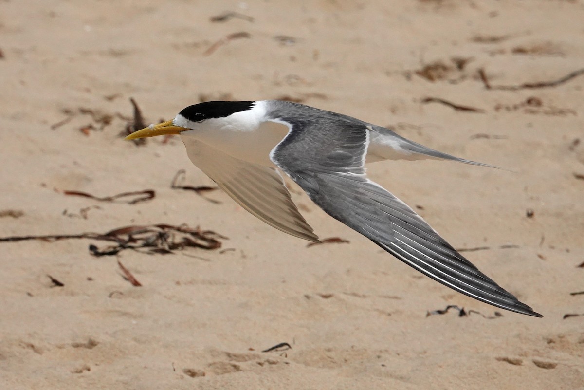 Great Crested Tern - ML613367046