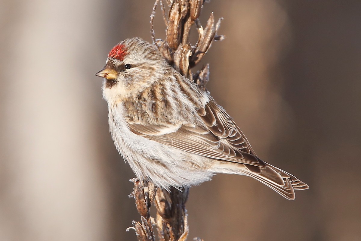 Common Redpoll - ML613367126