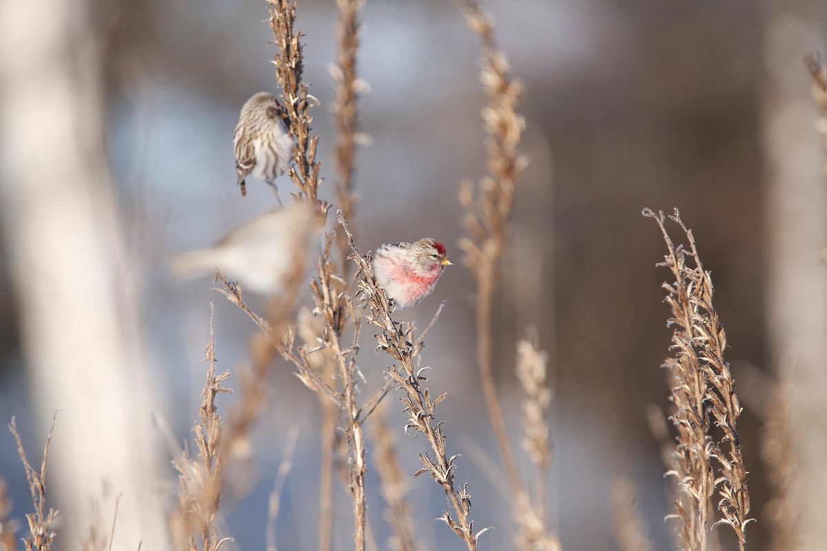 Common Redpoll - ML613367128