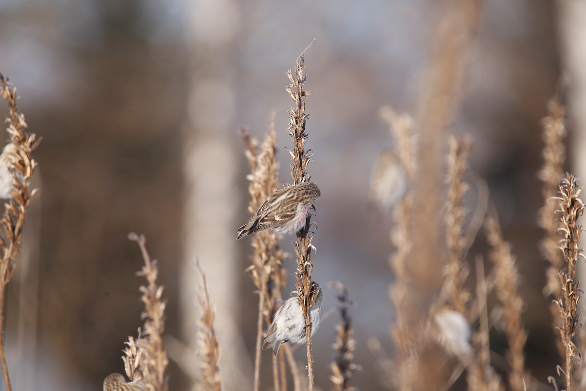 Common Redpoll - ML613367129