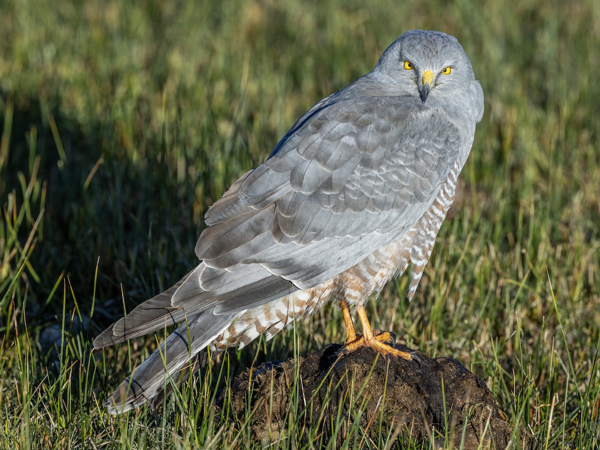 Cinereous Harrier - ML613367170