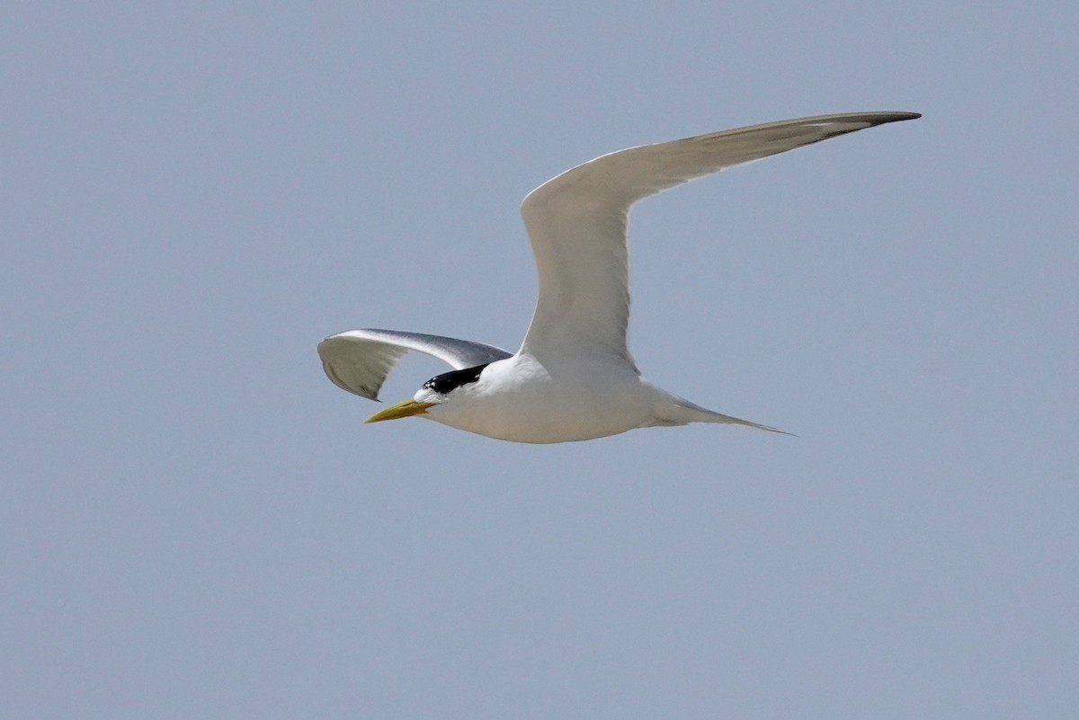 Great Crested Tern - ML613367173