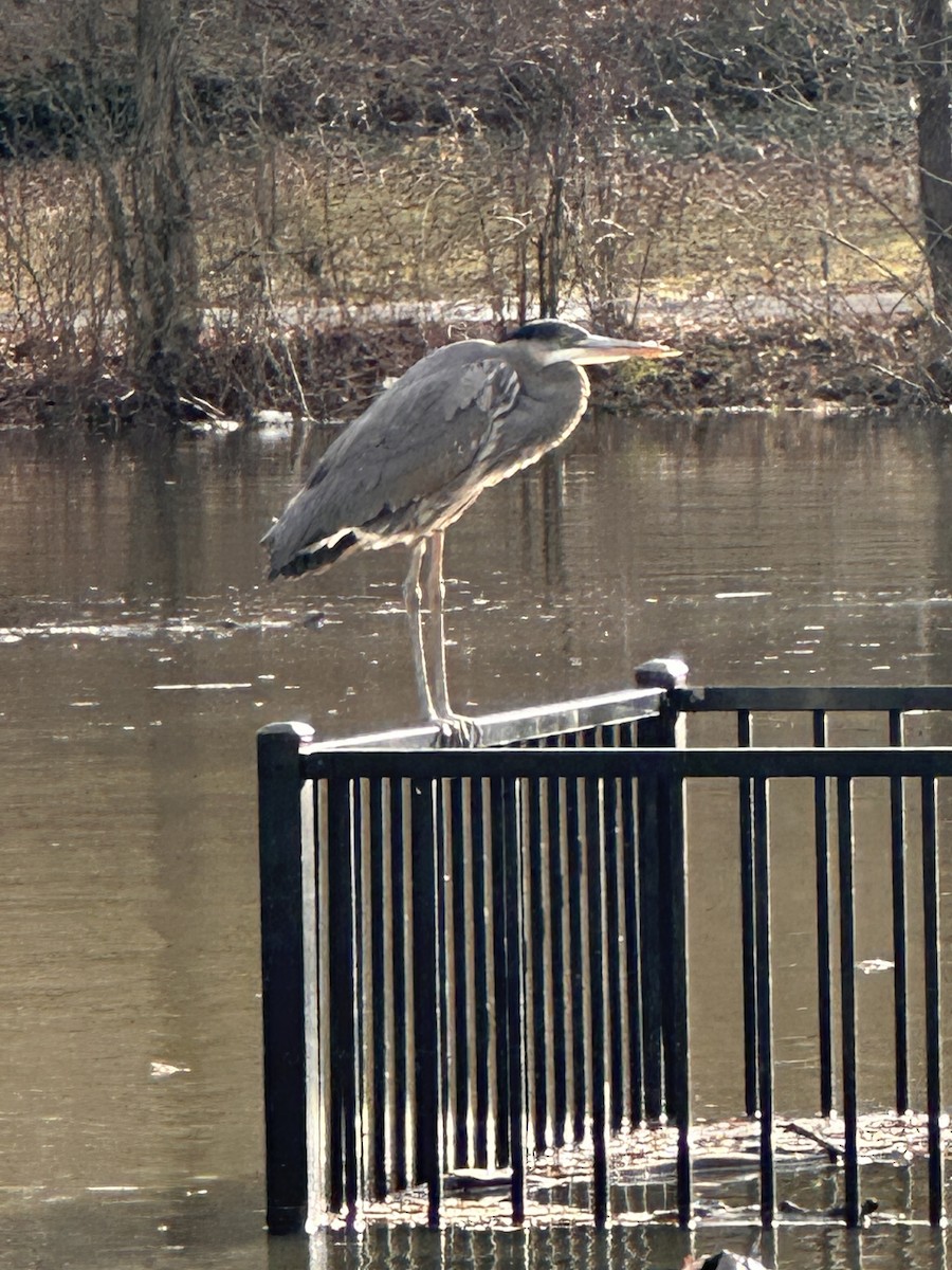 Great Blue Heron - ML613367284
