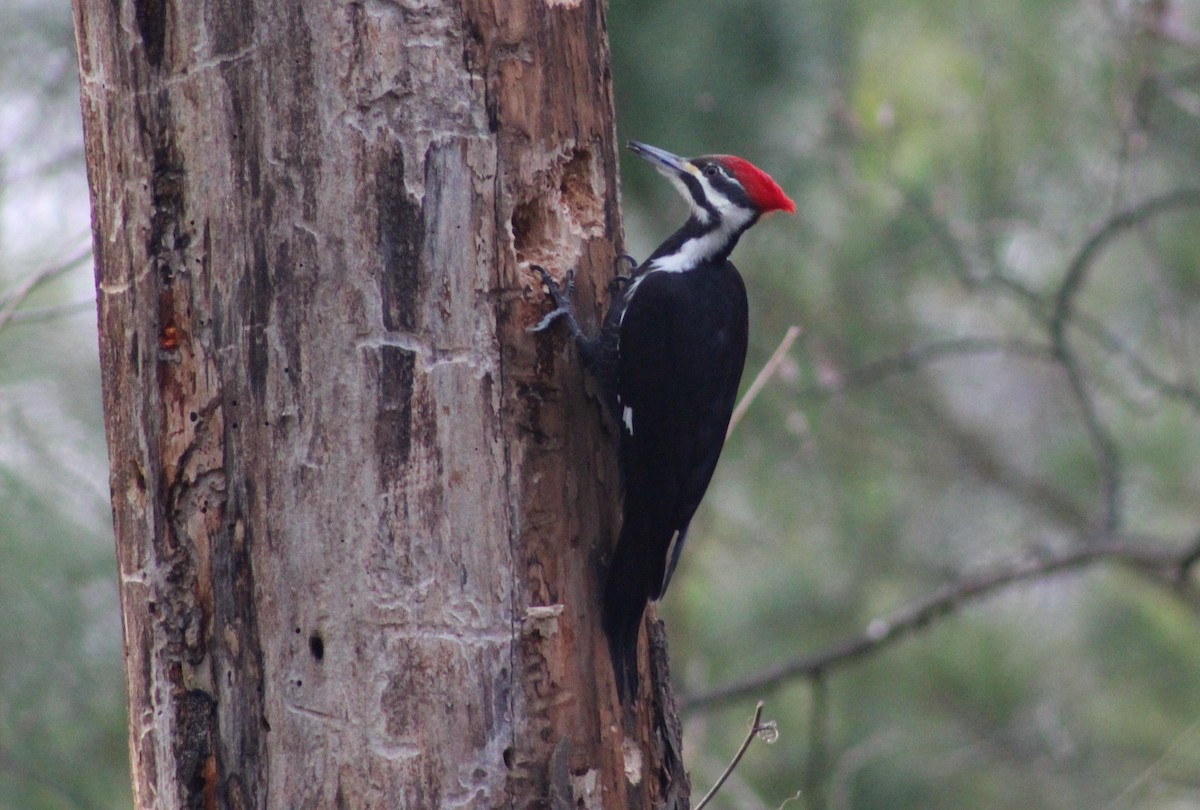 Pileated Woodpecker - ML613367288