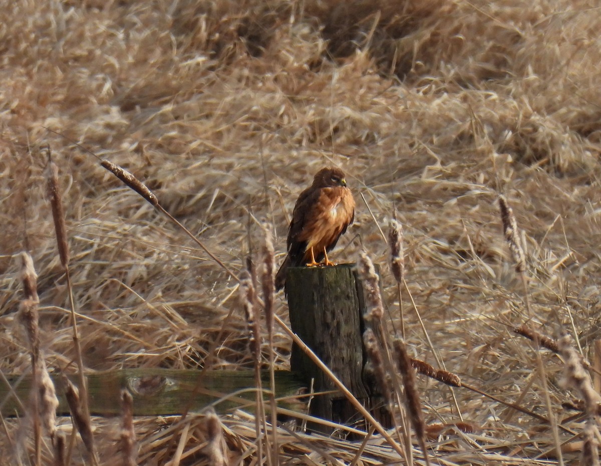 Northern Harrier - ML613367350