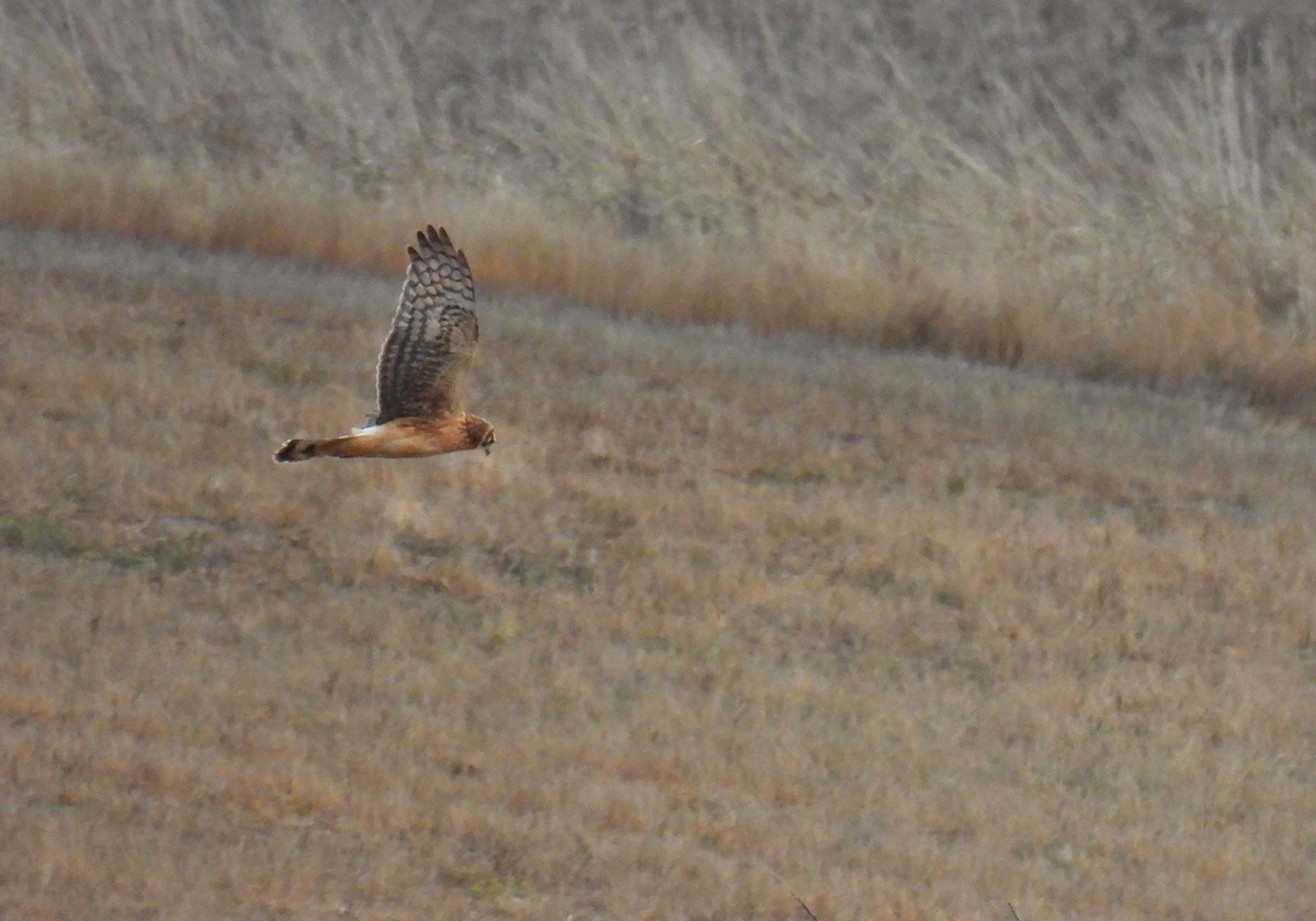 Northern Harrier - ML613367351