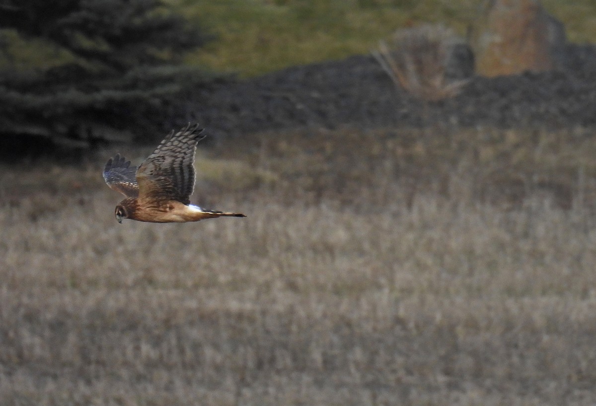 Northern Harrier - Nathan Heath